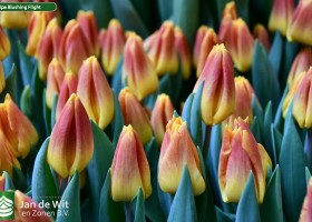 Tulipa Blushing Flight ® (3)